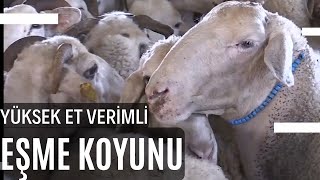 Et Verimi Yüksek Eşme Koyunları Üreticinin Yüzünü Güldürdü