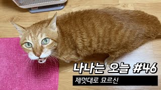 만20세 고양이 브이로그 | 제멋대로 묘르신 | 2021.2.8-14