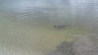 Gator Wakeup Call