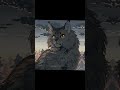 greystripe x silverstream edit wojownicy warriorcats cat