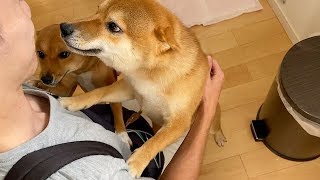 パパ弟の訪問！弟の名前を呼ぶだけで表情に変化が出る柴犬さん