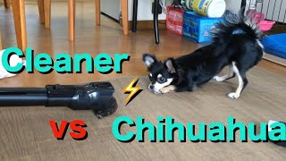 Chihuahua vs Vacuum Cleaner  / チワワ、掃除機と対決する。