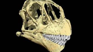 Camarasaurus (CM 11338) - skull, braincast, inner ear