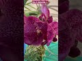 ✅Vanda Kha Lak, Santa Barbara Orchid Show🌺#shorts#orchid#vanda#blooms#orchidshow#viralvideo