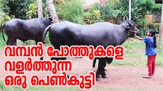 Mxtube Net Buffalo Farm In Kerala Mp4 3gp Video Mp3 Download Unlimited Videos Download