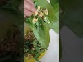 Vidio Memasak  pembuatan  Pepes Daun Kemangi yang masih fres dicampur tempe idih mantul Gaes