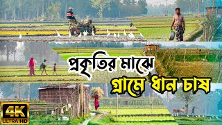 গ্রামে প্রকৃতির মাঝে গ্রামের ধান চাষের দৃশ্য | কৃষকের পরিশ্রম ও সোনালী ফসল ।Village Farming ।