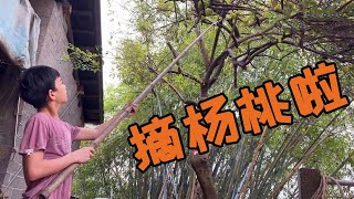 大兒子好暖心，知道小鳳喜歡吃酸的，一回老家就給小鳳摘楊桃吃【田野小鳳】