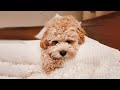 3 Reasons Why You Should NOT Get a Cavapoo/Poodle Mix