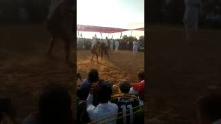 Balram pahalwan parmadra  vs monu pahalwan Agra win Balram