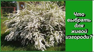 Почему я выбрала спирею Грефшейм для живой изгороди? Вариант бюджетный и без шаманских танцев!