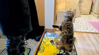 3日振りに帰宅した飼い主との再会が嬉しすぎて直立してしまった子猫w