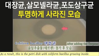 【적송솔잎】의 유해균을 없애는 살균 및 항균효과 (KBS-TV)