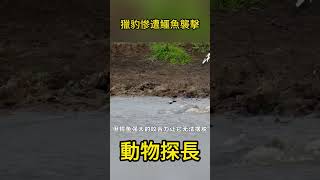 獵豹慘遭鱷魚襲擊！喝水時瞬間被拖入水中，場面驚心動魄#動物世界 #獵豹#鱷魚