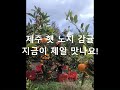 제주 햇 노지 감귤 농장 소개영상