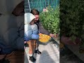 带宝宝去摘番茄🍅！ 混血萌娃 爸爸带娃 shorts