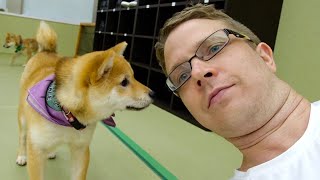 A Day in Japan with USA Man - Shiba Inu Dog Cafe