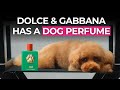 Dolce & Gabbana Launches Dog Perfume