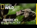 Defrosted Frogs Come Alive | America's Wild Frontier