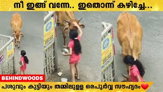 തെരുവിൽ അലഞ്ഞു നടക്കുന്ന പശുവും കുഞ്ഞും തമ്മിലുളള അപൂർവ്വ സൗഹൃദം