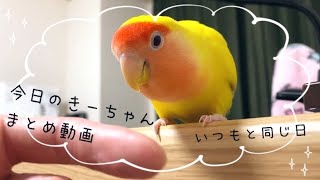 今日もコザクラインコが可愛い