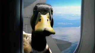 Anatidaephobia Images with chill music (fear that a duck is watching)