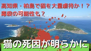 （完結編）猫島高知県・柏島で猫を大量虐待か!-毒殺の可能性も?…死因がついに公式に特定 #柏島 #猫 #虐待