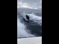 Orcas (killer whales) follow a boat in Mexico - 1005675