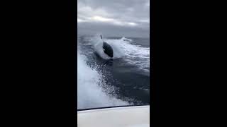 Orcas (killer whales) follow a boat in Mexico - 1005675