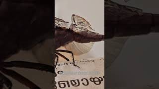 ഇതൊക്കെ ഈച്ചയെ തിന്നും അറിയോ നിങ്ങള്ക്ക് #secrets #animalshorts #dragonfly #fly