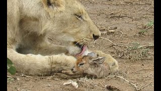 LION SAVES DEER FROM CHEETHA/ANIMALS KINGDOM