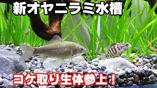 水槽のお掃除隊！【オヤニラミ水槽#12】