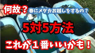 メダカお越しの方法は色々とあります！今回は5対5リセット法をやってみました♪これが一番いかも(^^)/