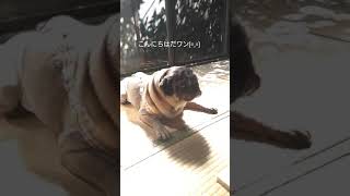 日向ぼっこするパグ☀️　　　　　　　　　　　#パグのスーさん#パグニティ#パグ #パグ臭#pug