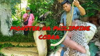 DAMBUHALANG PHILIPPINE COBRA#cobraprince