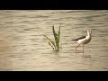 szczudłak himantopus himantopus 13.05.2016 stawy grzybno pow. śremski