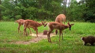 DEER 2018 0817  Cam12 VID1844 Tuffy \u0026 Triplets