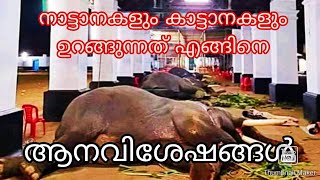 നാട്ടാനകളും കാട്ടാനകളും ഉറങ്ങുന്നത് എങ്ങിനെ ആനവിശേഷങ്ങൾ #elephant #hrsstudiokdy #youtube