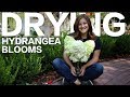 How to Dry Hydrangea Blooms 🌿// Garden Answer