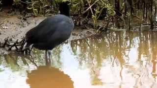 Hawaiian Coot