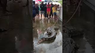 உடுப்பிட்டியில் வீட்டின் வாயிலில் முதலை #shorts #crocodile #jaffna #srilanka #uduppiddy #tamil