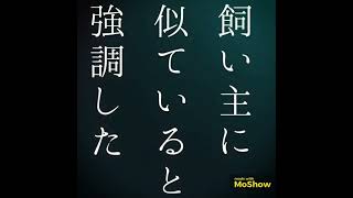 【自由律俳句】飼い主に似ていると強調した　#自由律俳句 #Shorts