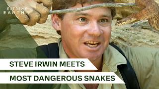 Steve Irwin’s Top 10 Most Venomous Snakes Adventure | The Deadliest