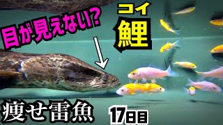 たぶん片目が見えてないライギョにコイを与えると…【やせすぎ雷魚17日目】