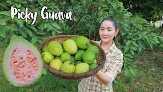 Wow! So juicy Pinky Guava in country side area / Guava eat spicy chili salt / Pound Chili Salt