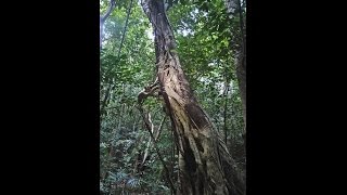 The Tarsius Tree, Tangkoko National Park, North Sulawesi