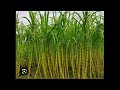 ಕಬ್ಬಿನ ರಸ ಕುಡಿತೀರ ಹಾಗಿದ್ರೆ ಈ ವಿಡಿಯೋ ನೋಡಿ sugarcane health benefits food healthbenefits