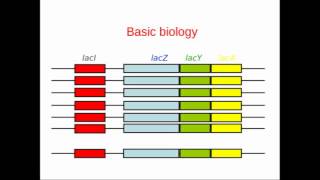 Genome Annotation