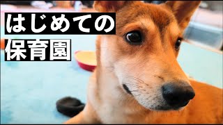 【保護犬】ワンコ保育園（ペットホテル）トライしてみた　〜費用・環境・1日の流れ〜【生後6ヶ月】