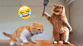 Funniest Animals 😄 New Funny Cats and Dogs s 😹🐶